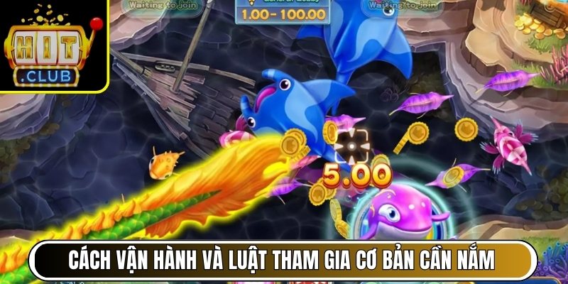 Cách vận hành và luật tham gia cơ bản cần nắm